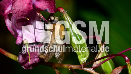 Ackerhummel (16).jpg